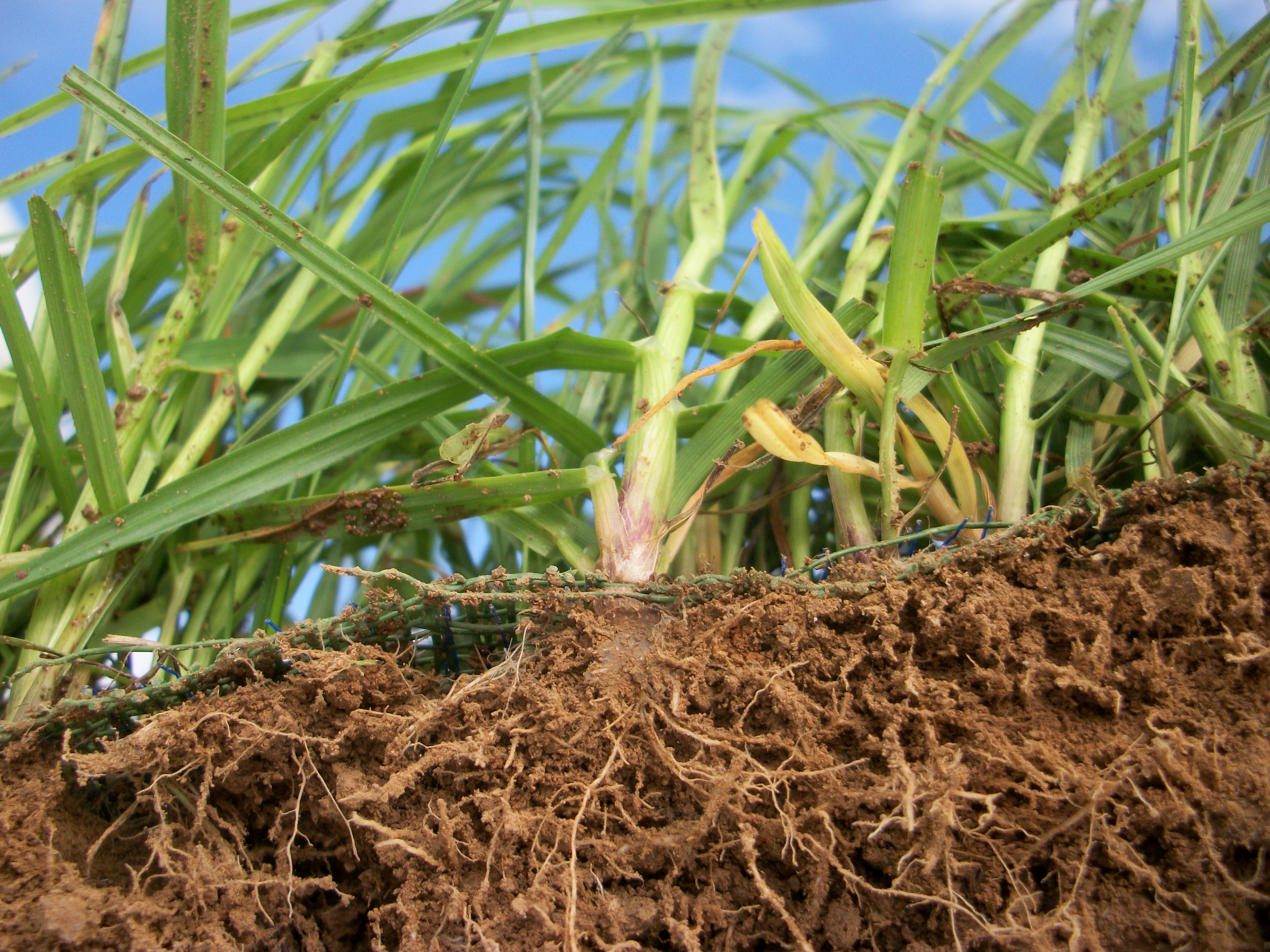 vegetation growing in RECP blanket product with healthy roots